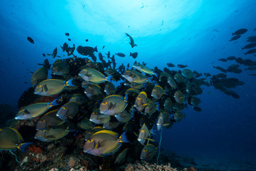 surgeon fish photos royalty