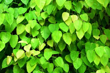 Fototapeta na wymiar pattern of green bo leaf in the nature - closeup