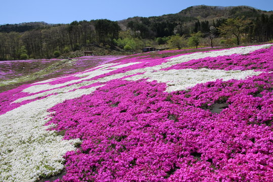 4 件の最適な ジュピアランドひらたの芝桜 画像 ストック写真 ベクター Adobe Stock