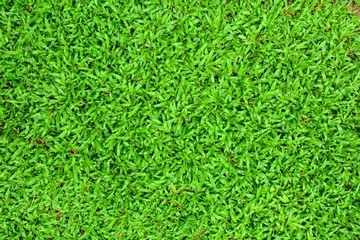 Green grass background texture.