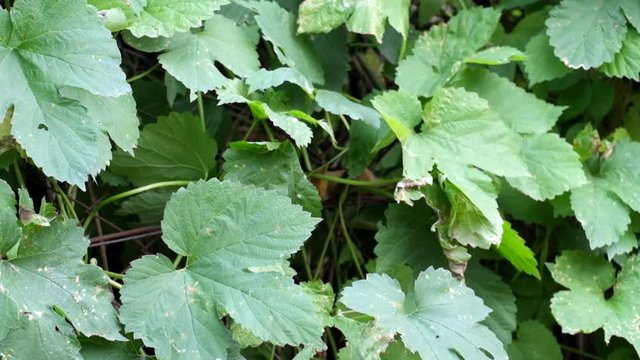 Green hop leaves sways in the wind