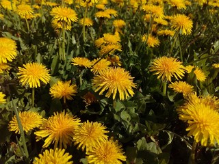 field of yellow dandelions