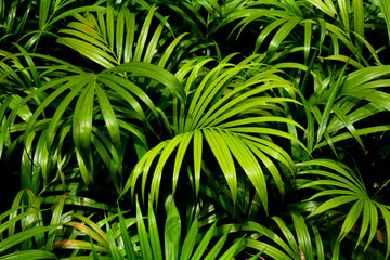 green palm leaves patterns in rain forest - light and shadow