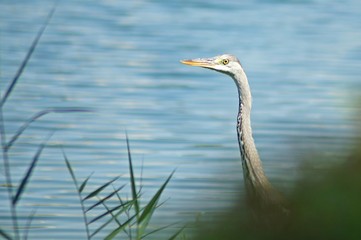 great blue heron