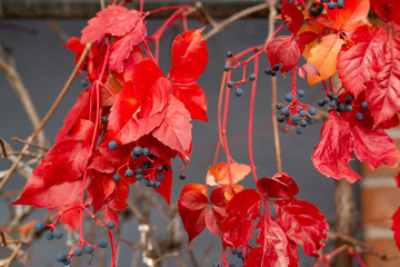 Branch of maiden grapes, known as Virginia creeper with autumn leaves hanging down on blurred gray wall