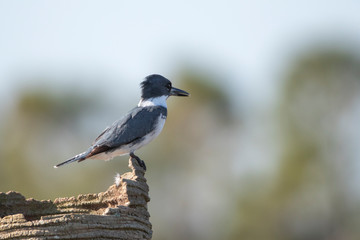 Obraz na płótnie Canvas Belted Kingfisher looking for food in Florida Wetland