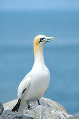 Northern Gannet, Machias Seal Island