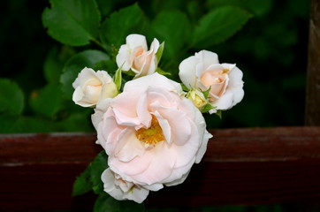 
Light pink rose flowers on a dark background.
