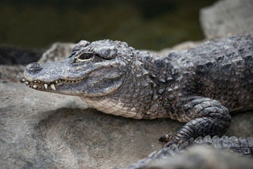 Alligator - Closeup hi-res of endangered Yangtze Chinese species Alligator sinensis from the side