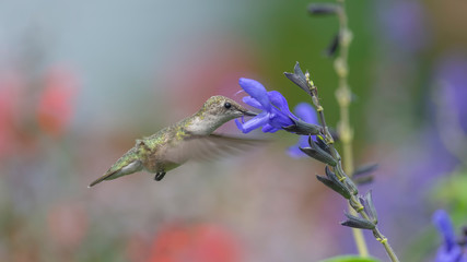 hummingbird on flower