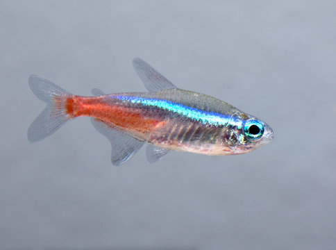 Aquarium fish Neon