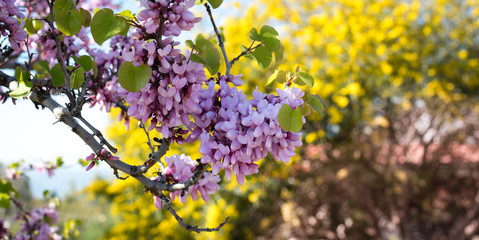blooming cherry tree