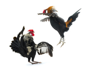 cockfight isolated on white