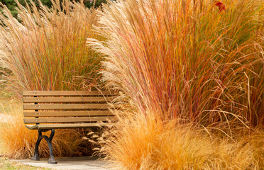 Bush. Autumn. Park. Colors. Bench