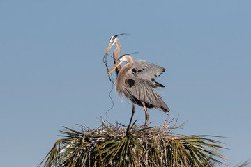 Beautiful Great Blue Heron in Florida Marsh