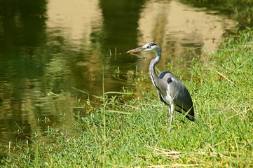 great blue heron