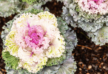 Deco. Color. Flowers. Plants. Cabbage