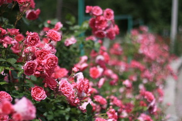 Obraz premium Pink rose bushes