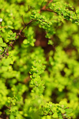 green vibrant boxwood bush texture sprig with round small leaves