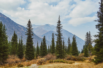 yellowed grass in the foreground a mountain landscape with fir-trees on a background of mountains of clouds