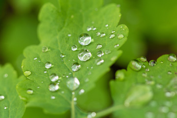 Drops. Rain. Green. Nature. Leaves