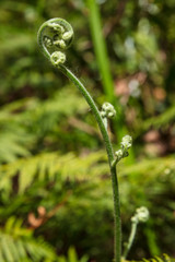 Curled fern leaves in Wilsons Promontory national park, Victoria, Australia