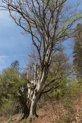 Schwarzwald bei Todtnauberg