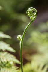Curled fern leaves in Wilsons Promontory national park, Victoria, Australia