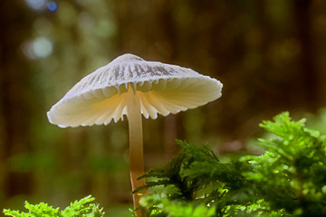 Kleiner Schirmling im Moos