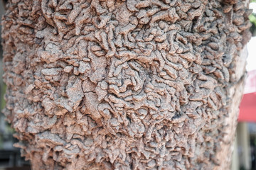 Termites nest on old tree