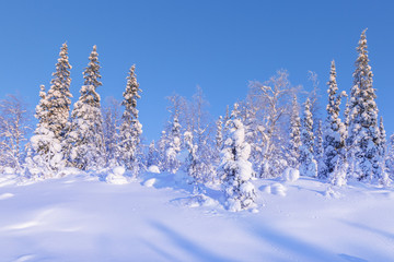 The beautiful winter forest of snow coated trees