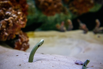 spot garden eel in aquarium sand