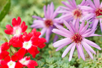 Obraz premium Bouquet of red and purple flowers macro close up