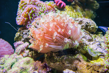Sea anemone