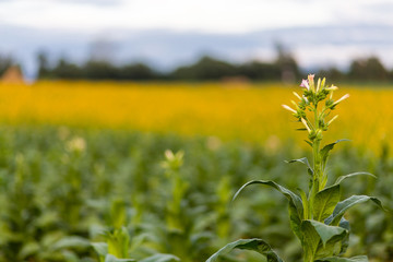 tobacco flower with yellow flower field background
