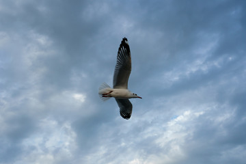 Single seagull flying in a sky as a background at Bangpoo.