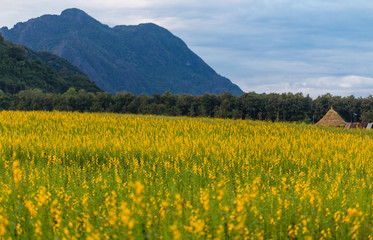 Yellow flower field known as sunn hemp and mountain background.