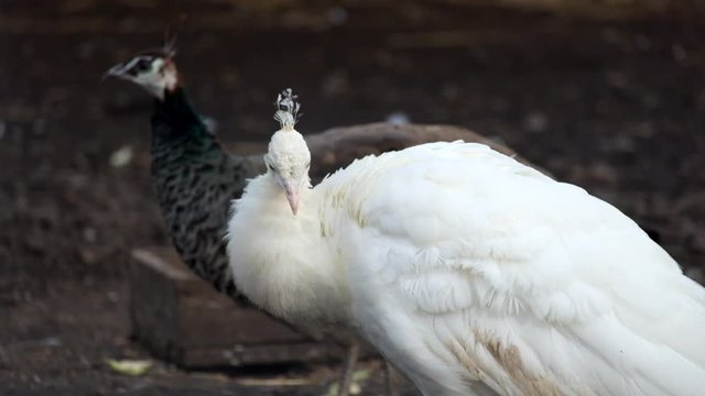 White Indian peafowl cleans its feathers (Pavo cristatus)
