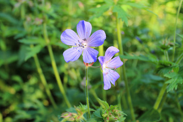Forest geranium blue flower on green background