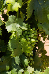 Close-up of a bunch of unripe wine grape