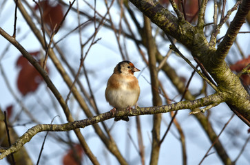 Goldfinch bird (young) 