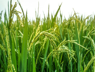 ear of rice in paddy field , Terraced Rice Fields, Rice Farm
