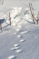 Animal tracks in the snow field