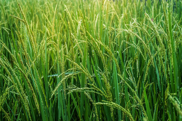 ear of rice in paddy field , Terraced Rice Fields, Rice Farm