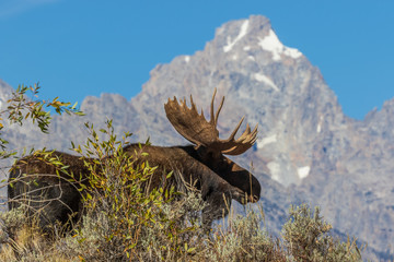 Bull Shiras Moose in Fall in the Tetons