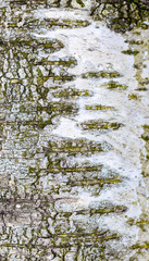Fototapeta premium The texture of the old birch bark. Preparation for design_
