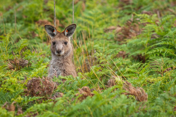 Eastern Grey kangaroos tagged as part of a scientific study on movement and breeding habits at Wilsons Promontory national park, Victoria, Australia