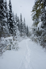Snowy Trail