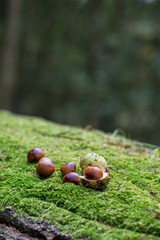 Fototapete bei efototapeten.de bestellen   