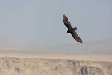 andean condor in flight